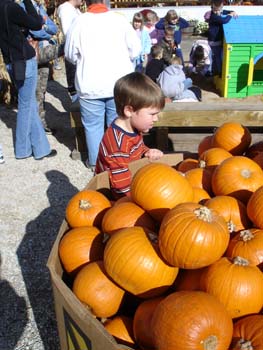 Jack choosing pumpkin