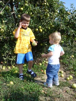 Apple picking 1