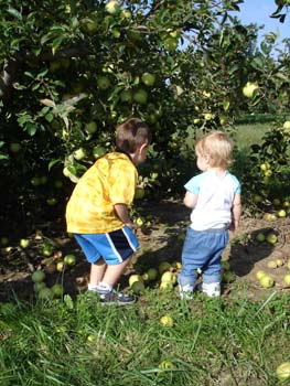 Apple picking 2