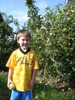 Apple picking 3