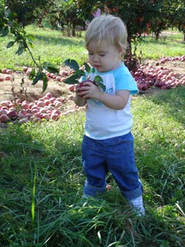 Apple picking 4