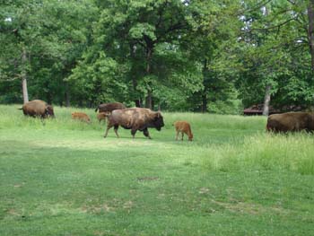 Grant's Farm 1