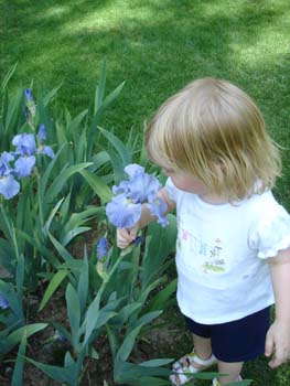 Irises