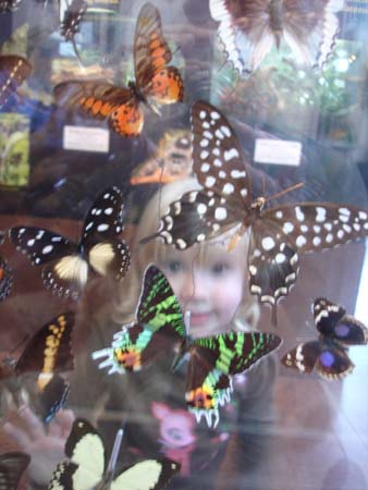 Butterfly House 2