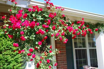 Roses on our house