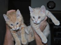 Kittens 16