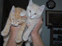 Kittens 18