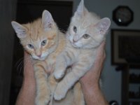Kittens 19