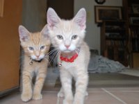 Kittens 8